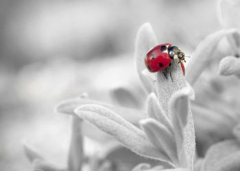 Can I Be Happy While Being Aware?