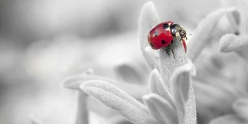 Can I Be Happy While Being Aware?