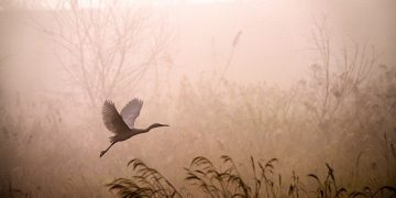 what is enlightenment?