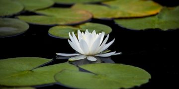 What’s the Difference Between Chinese and Korean Buddhism?