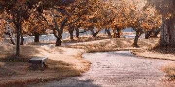 How to make good choices using Buddhist principles?