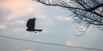 Upon Hearing the News of Venerable Thich Nhat Hanh’s Passing (Jan 22, 2022)