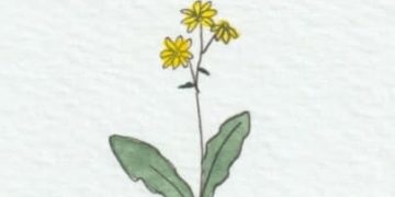 Like the grass along the roadside…