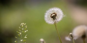 Life and Death Are Nothing More than a Change in Form