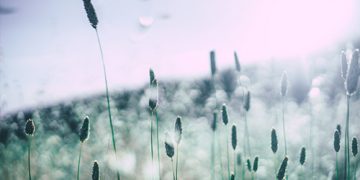 Integrating Meditation And Peace Work