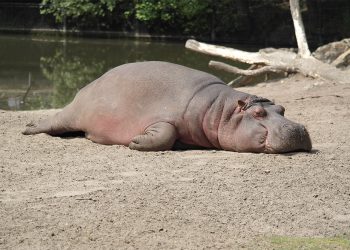 Should we do meditation while mentally or physically tired? Does meditation help?