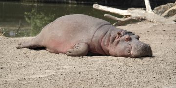 Should we do meditation while mentally or physically tired? Does meditation help?