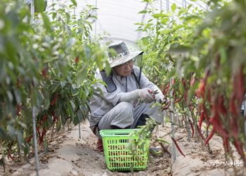 I Feel Frustrated Seeing South and North Korea Treating Each Other as Enemies