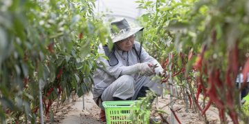 I Feel Frustrated Seeing South and North Korea Treating Each Other as Enemies