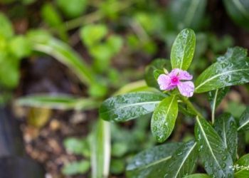 My Life Feels Empty Without a Goal