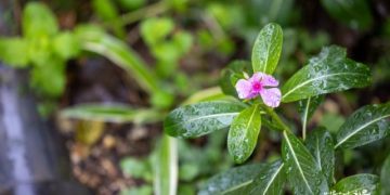 My Life Feels Empty Without a Goal