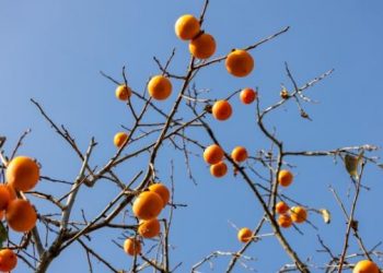 Severe Conflict Between Wife and In-Laws