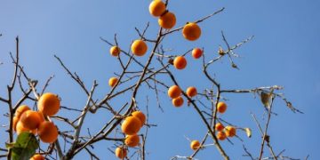 Severe Conflict Between Wife and In-Laws