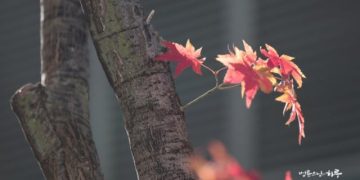 I Wonder If I’m a Useful Person