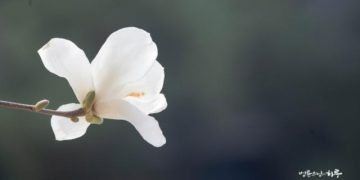 President’s Impeachment Should Not Be Repeated