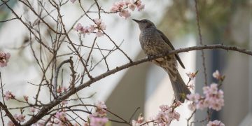 Mother-in-Law’s Nagging Is Making Me Miserable