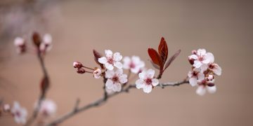 Reasons for a One-Point Constitutional Amendment Before the Presidential Election