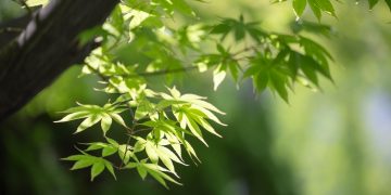 Can You Really Live Happily Without Money?