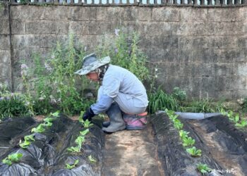 I Planted Cabbage Seedlings Today