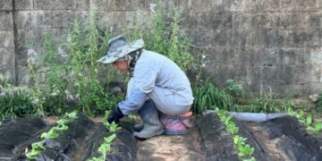 I Planted Cabbage Seedlings Today