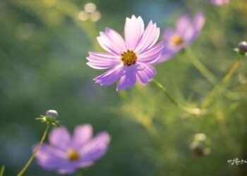 I Always Feel Disrespected in My Relationship with My Mother-in-Law