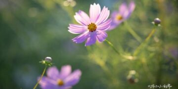 I Always Feel Disrespected in My Relationship with My Mother-in-Law