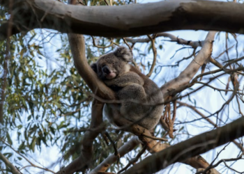 [Meditation Q&A] Is evening better for meditation with my sleep issues?