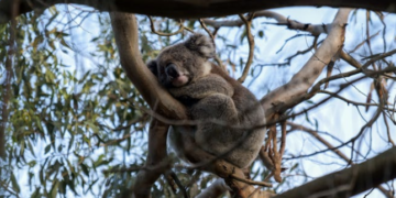 [Meditation Q&A] Is evening better for meditation with my sleep issues?