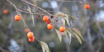 The More You Try to Help, The Harder It Gets: What Is the Wise Way to Help?