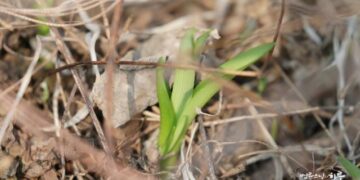 Is the Middle Way Just Whatever You Want It to Be?