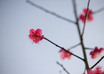 Not Everyone Who Attends a Temple for a Long Time Becomes a Practitioner
