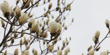 Going Forth (출가 : 出家) is the Starting Point of Enlightenment