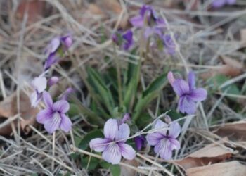 Sued for Stalking and Trespassing During Divorce Proceedings