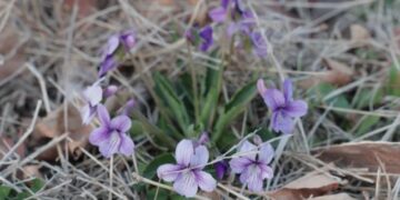 Sued for Stalking and Trespassing During Divorce Proceedings